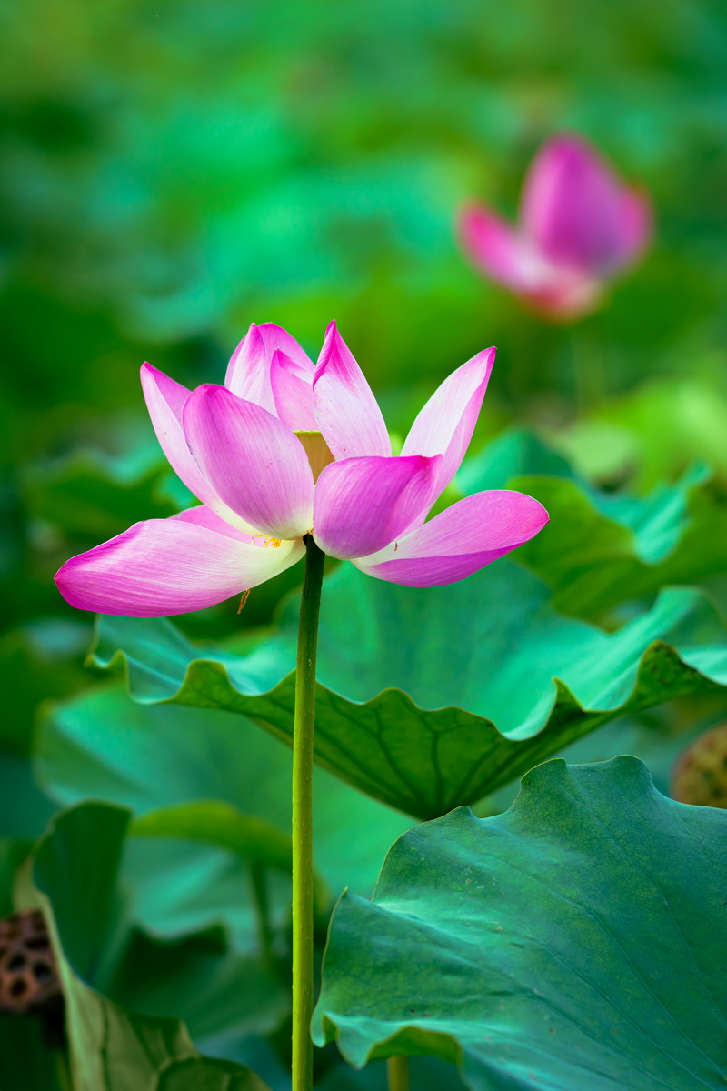 翰墨寫初心，妙筆揚清風(fēng)——省建設(shè)科研院組織參加集團(tuán)紀(jì)委清廉文化作品展(圖1)